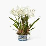 Faux Dancing Lady Orchid in Chinoiserie Planter