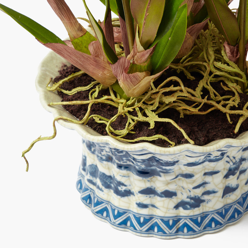 Faux Dancing Lady Orchid in Chinoiserie Planter