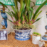 Faux Dancing Lady Orchid in Chinoiserie Planter