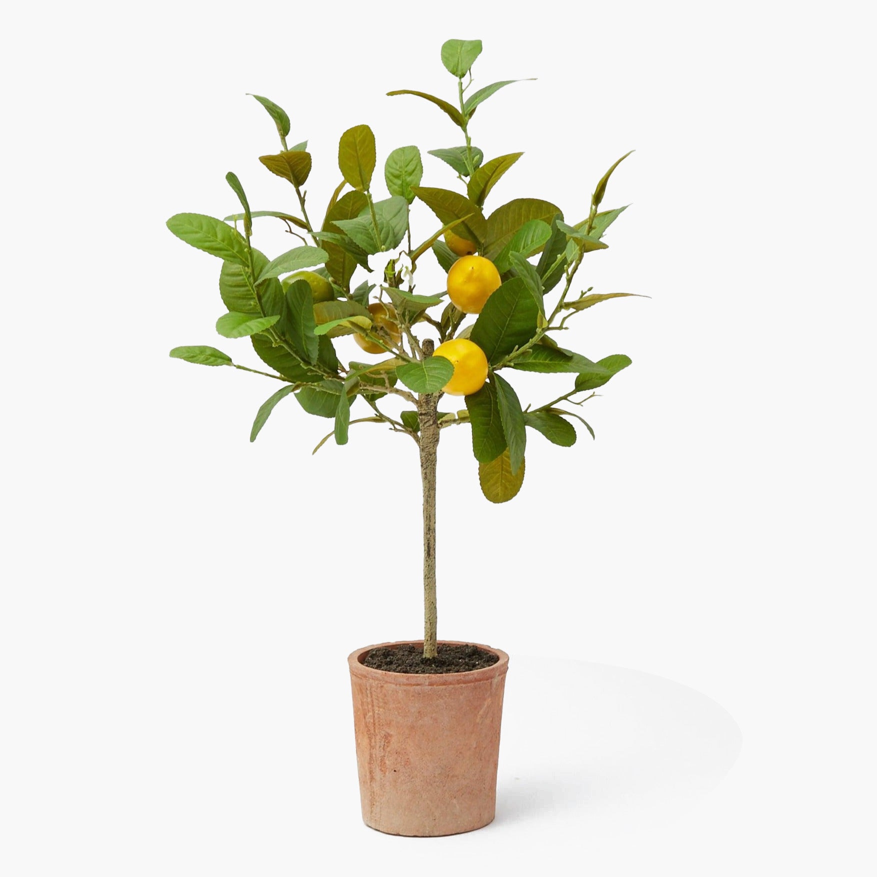 Lemon Tree (Large)