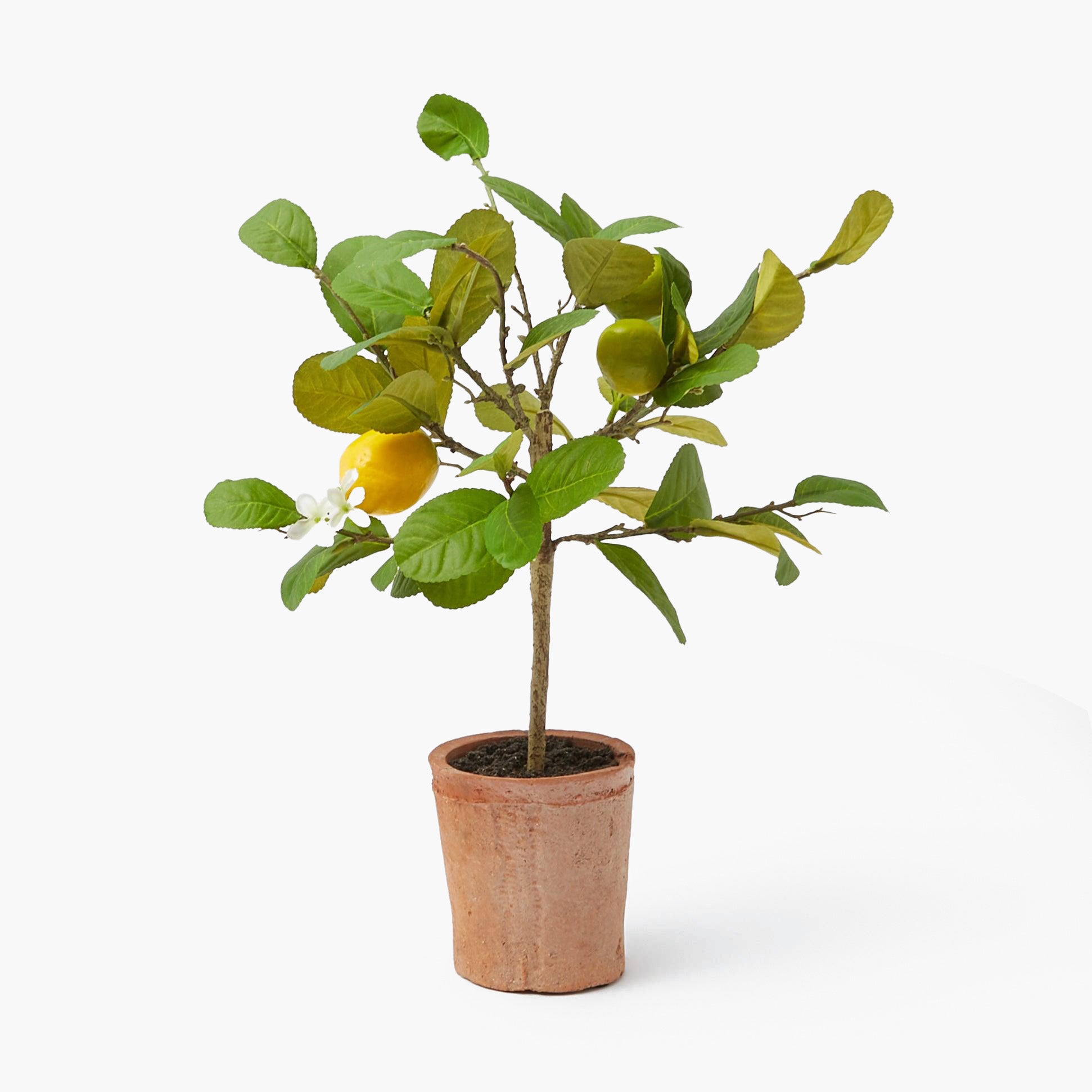 Lemon Tree (Small)