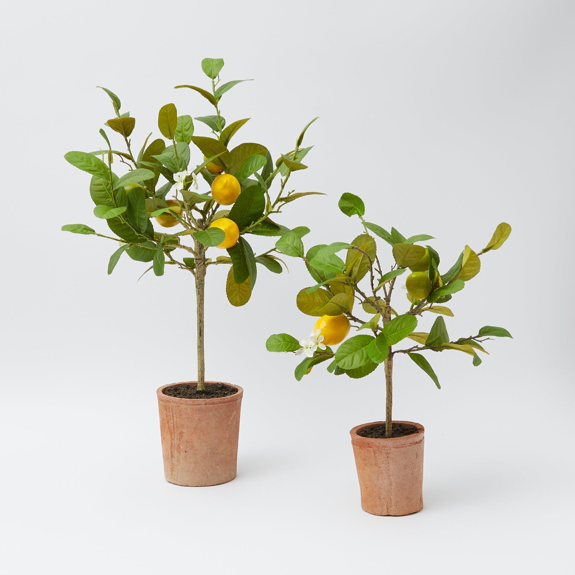 Lemon Tree (Small) - Mrs. Alice