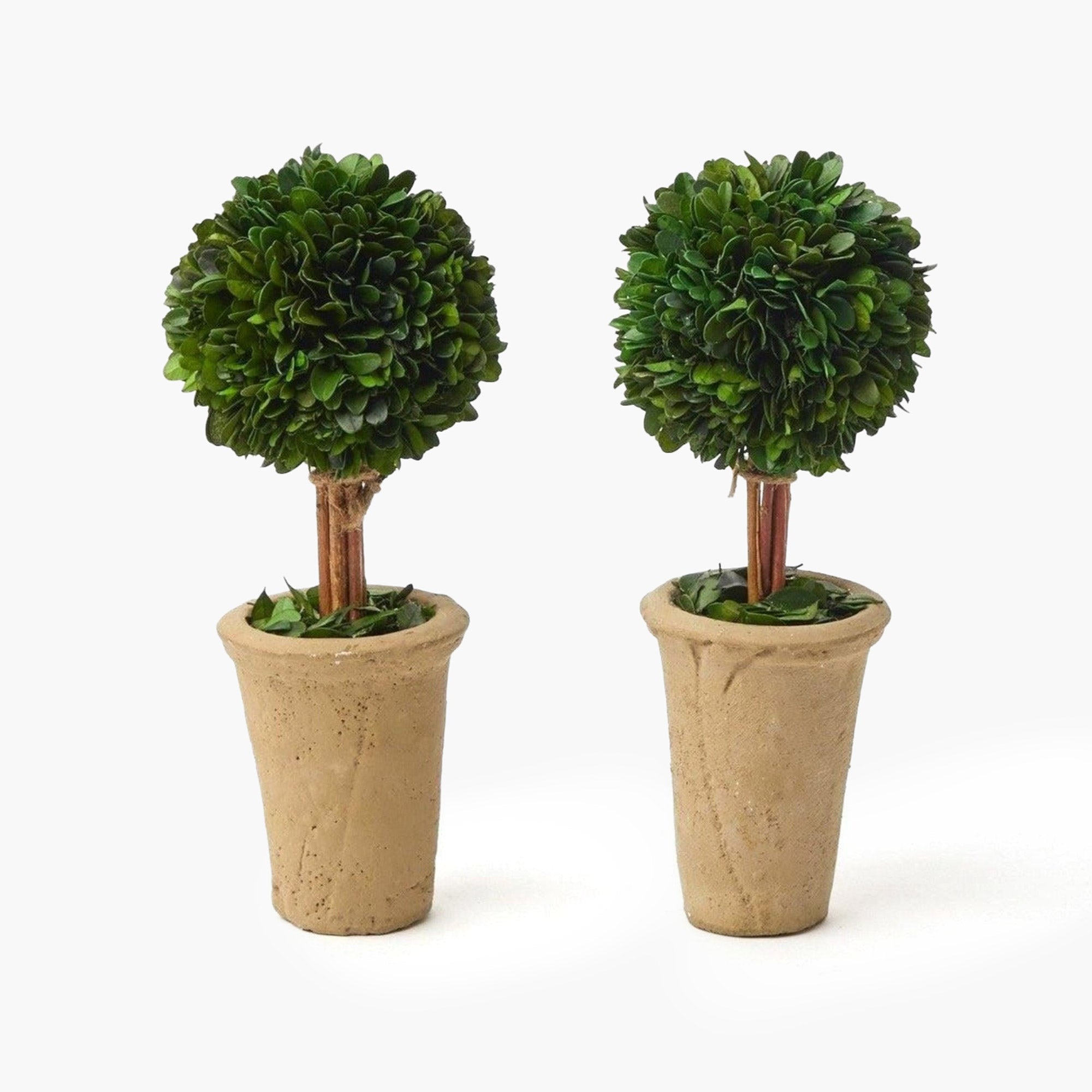 Potted Boxwood Ball (Pair)