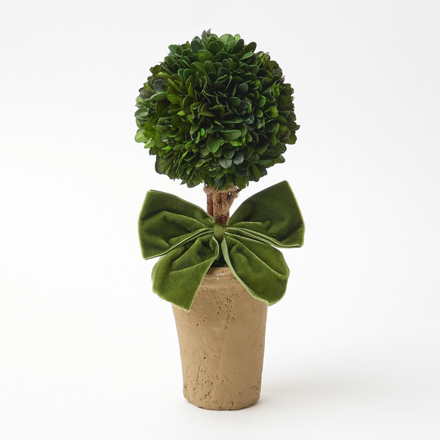 Ribboned Potted Boxwood Ball (Pair) - Mrs. Alice